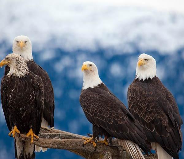 Auge um Auge mit Adlern - auf ihrer Alaska Kreuzfahrt ist das möglich! 