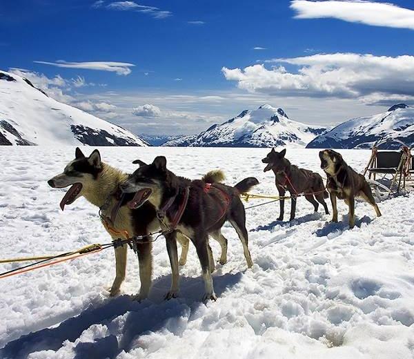 Auf Ihrer Alaska Kreuzfahrt mit Schlittenhunden einen einmaligen Ausflug mit Princess Cruises buchen und entdecken! 