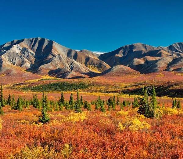 Den Denali National Park in der Sommerzeit in Alaska bei ihrer Traumkreuzfahrt auf eine neue Art entdecken!