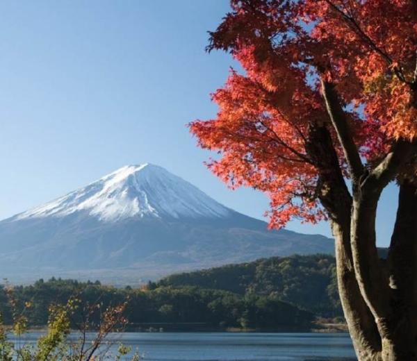 Schöne Kirschblüten Bäume in der Natur von Asien an schönen Gewässern. 
