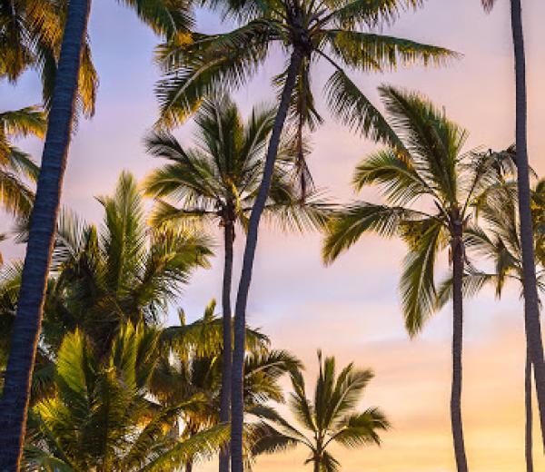 Die Palmen in Maui Hawaii in den USA werden mehrere Meter hoch. 